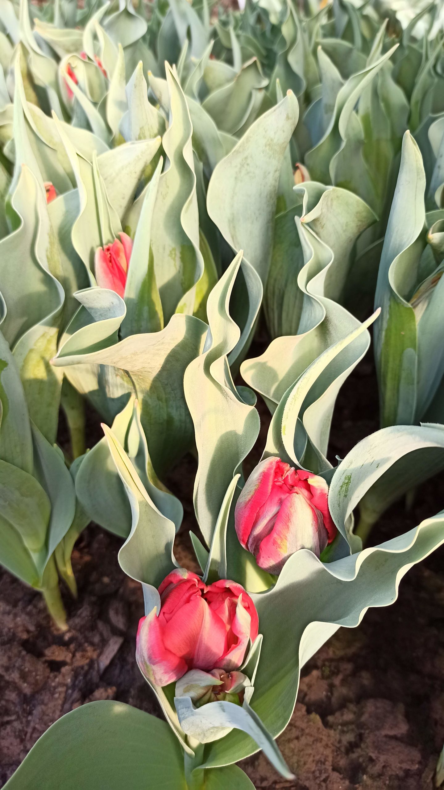 Sezóna tulipánov je tu !
